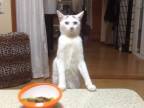 Mačka domáca vzpriamená (Japonsko)