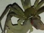 Obrovský pavúk ulovil gekóna