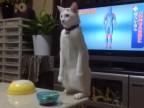Mačka domáca vzpriamená 2 (Japonsko)