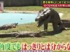 Kŕmenie krokodílov po japonsky (šou)