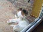 Thai massage cat