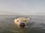 Zvedavé ľadové medvede