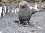 Tučniak nemal svoj deň