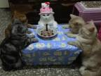 Ako mačka narodeniny oslavovala