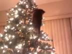 Mačky vs. vianočné stromčeky