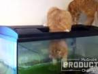 Mačky v akváriu