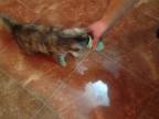 Mačka rada fetuje olivy (Rusko)