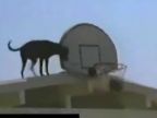 Pes hrá basketbal