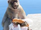 Pažravý opičiak na Gibraltári obral Nemca
