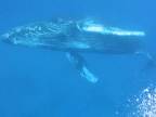 Potápali sa s vráskavcom dlhoplutvým (Hawaii)