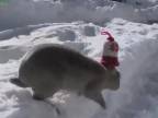 Zvieratka santia v snehu