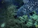 Coelacanth (Latimeria)