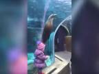 Hravý uškatec v akváriu
