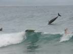 Surfovanie s delfínmi (Austrália)