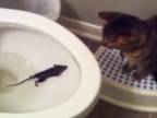 Potkan v záchode
