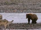 Grizly vs. svorka vlkov