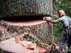 Spílenie 1000-ročného stromu