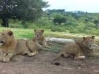 Prekvapenie na safari (Južná Afrika)
