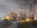 Horúci pomelový kupeľ pre kapybary