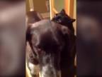 Mačka vidí kamoša psa po 10-tich dňoch