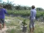 Indonézia: Zánik kvôli palmovému oleju