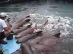 Kŕmenie prítulných žralokov (Kolumbia)
