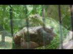 Korytnačky v Rusoveckom parku