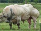 Býk s enormným osvalením (Belgicko)