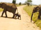 Malý sloník ide cez cestu