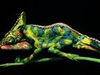 Chameleón body painting