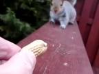 Veverička chce oriešok