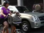 Rodinka psíkov na výlete na bicykli