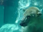 Kŕmenie ľadového medveďa (Zoo Tokio)