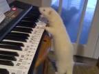 Biely kožúšok zahral na piano