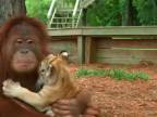 Orangutan sa postaral o malé tigríča