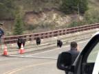 Medvedica vyplašila návštevníkov Yellowstonského parku