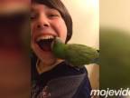 Ako papagáj zuby trhal