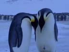 Keď rodinke tučniakov zomrie mláďa