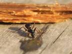 Mravcovi zachutila domáca pálenka (Rusko)