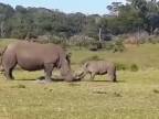 Aj malý nosorožec musí trénovať