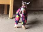 Kozičky v pyžame (Anglicko)