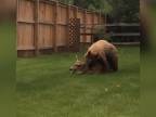 Medveď v záhrade ulovil laň (Colorado, USA)