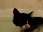 Mačka si užíva kúpeľ