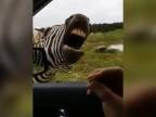 Zebra žobre maškrtu