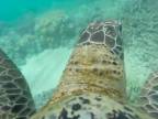 Veľký korálový útes (z pohľadu korytnačky)