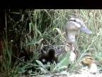 Hasiči zachraňujú malé kačičky