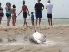 Záchrana žraloka modrého uviaznutého na pláži