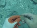 Potápač našiel poklad v hodnote 1 mil. USD (Florida)