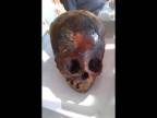 Lebka ze Sealandu – pozůstatky mimozemských bytostí