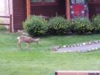 Bambi a Dupík v reálnom živote (USA)